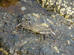 Grapsus adscensionis