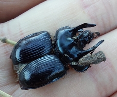 Typhaeus typhoeus