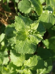 Brickellia californica