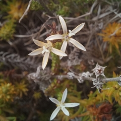 Wahlenbergia tenella