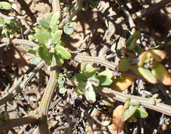 Exomis microphylla