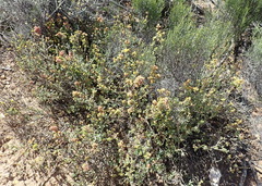 Exomis microphylla