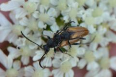 Pseudovadonia livida