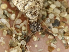 Myrmeleon bore