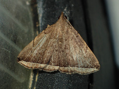 Lysimelia alstoni