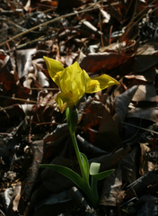 Iris humilis