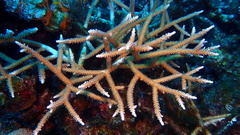 Acropora cervicornis