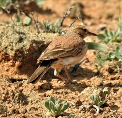 Calendulauda erythrochlamys barlowi