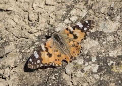 Vanessa cardui