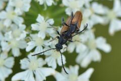 Pseudovadonia livida