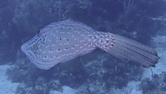 Aluterus scriptus