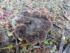 Thelephora terrestris