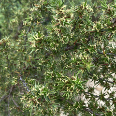 Cliffortia ruscifolia