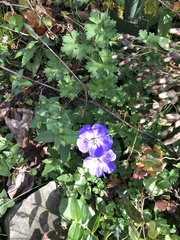 Geranium pratense