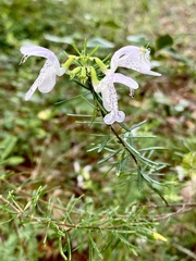 Conradina grandiflora