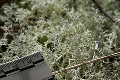 Cladonia subtenuis