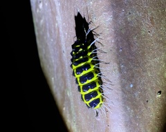 Achelura yunnanensis