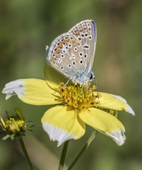 Polyommatus icarus
