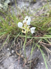 Ornithogalum