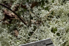 Cladonia subtenuis