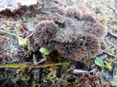 Thelephora terrestris