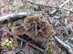 Thelephora terrestris