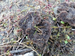 Thelephora terrestris