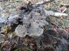 Thelephora terrestris