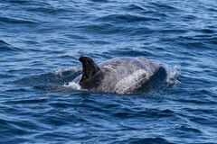 Grampus griseus