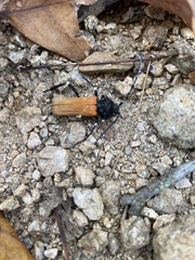 Tragidion coquus