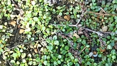 Frankenia pulverulenta
