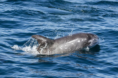 Grampus griseus
