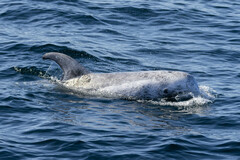 Grampus griseus