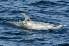 Grampus griseus