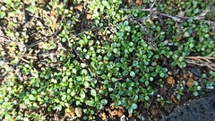 Frankenia pulverulenta