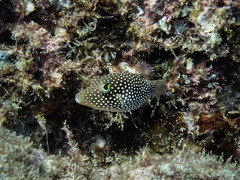 Canthigaster punctatissima