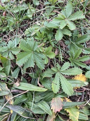 Potentilla recta