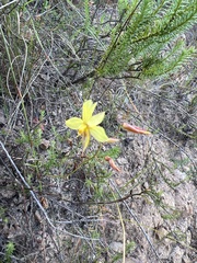 Cyanella lutea