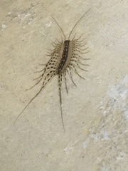 Scutigera coleoptrata