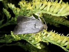 Amphipyra livida