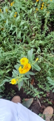 Tagetes lucida