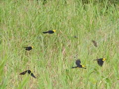 Chrysomus icterocephalus