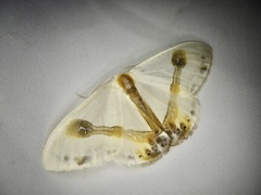 Macrocilix mysticata