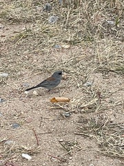 Junco hyemalis caniceps