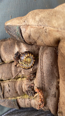 Apheloriini