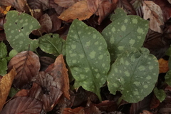 Pulmonaria officinalis