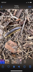 Apheloriini