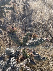 Cylindropuntia prolifera
