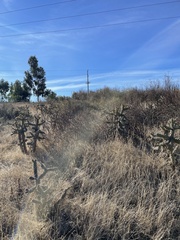 Cylindropuntia prolifera