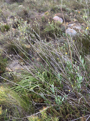 Osteospermum junceum